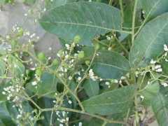 pngplants.org Sureni