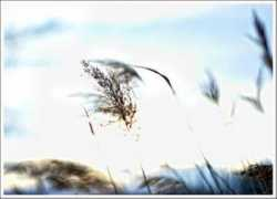 fond-ecran-image.com Surex