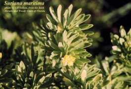 florida.plantatlas.usf.edu Suriana