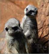 featurepics.com Suricata
