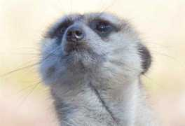 sv.northrup.org Suricata