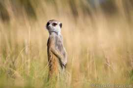 Suricate