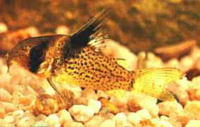 badmanstropicalfish.com Surinam