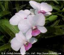 orchidkb.com Suriyon