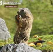 sporthant.ru Surki