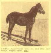 Surran