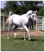 turningpointarabians.com Surraya