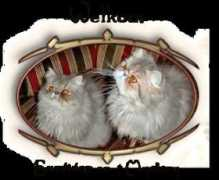 rainbow-cats.clubs.nl Survia