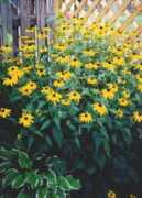 Susans