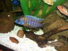 cichlids.com Sushine