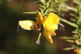 fotolibra.com Sushine