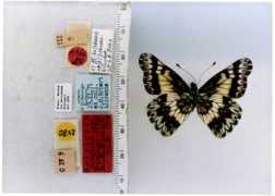 butterfliesofamerica.com Susiana