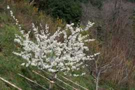 panoramio.com Susino