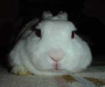 protty.it Susino