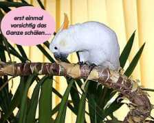 Susip