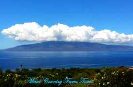 mauicountryfarmtours.com Susys