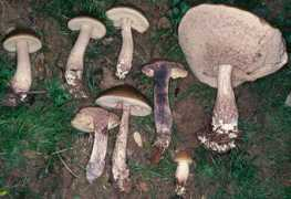 bioimages.org.uk Sutara