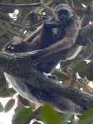 Sutejo