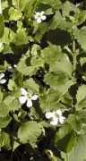 gardeninginarizona.com Sutera