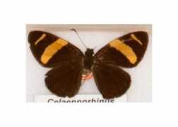 butterfliesofamerica.com Suthina