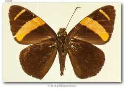 butterfliesofamerica.com Suthina