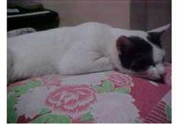 catchannel.com Suwee