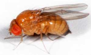 entnemdept.ufl.edu Suzukii