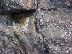 Swall