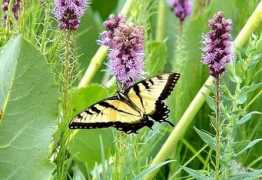 web.unbc.ca Swallowtail