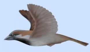 hedweb.com Swanim