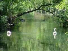 Swanney