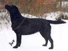 labradors.ru Swarta
