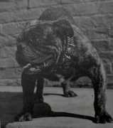 bulldogpedigree.com Swasher