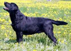 labradors.cz Sweara