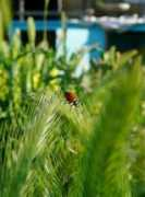 Sweetlady