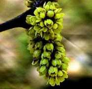 biosurvey.ou.edu Sweetleaf