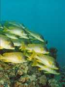 scubatravel.co.uk Sweetlips
