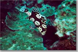 wolke7.birringer.at Sweetlips