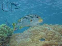 tankedup-imaging.com Sweetlips