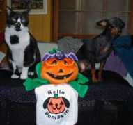 minpins.mgbeng.com Sweetp
