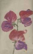 Sweetpeas
