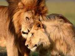 Sweett