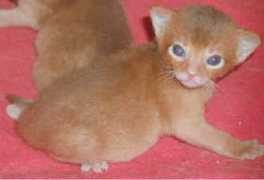 funcats.de Sweetybaby