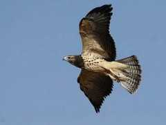 bigcountryaudubon.org Swha