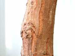 botanic.jp Swietenia