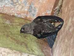 worldbirds.eu Swiftlet