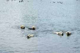 Swimmers
