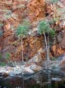 creation.com Swincer