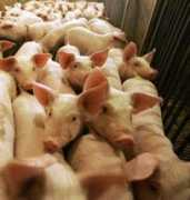 Swine