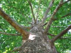 Sycamore